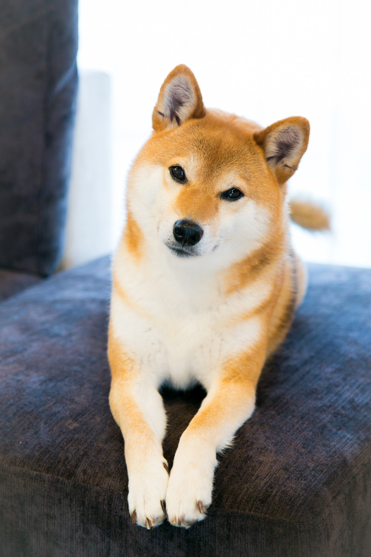富山県のログハウス風の平屋に住む愛犬